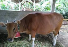 Sapi Bantuan Ketahanan Pangan Desa Kampung Muara Aman Diduga Dijual, Pengelola Ungkap Fakta Mengejutkan