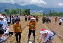 Kabupaten Lebong Launching OPLAH Non Rawa, Tanam Kedelai dan Padi