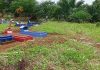Janggal, Penanaman Jagung di Pemakaman dan Penggemukan Sapi di Luar Desa Bintang Selatan