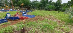 Janggal, Penanaman Jagung di Pemakaman dan Penggemukan Sapi di Luar Desa Bintang Selatan