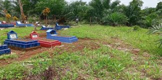 Janggal, Penanaman Jagung di Pemakaman dan Penggemukan Sapi di Luar Desa Bintang Selatan