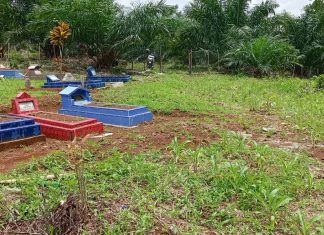 Janggal, Penanaman Jagung di Pemakaman dan Penggemukan Sapi di Luar Desa Bintang Selatan