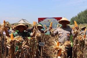 Polres Kendal Amankan Panen Raya Jagung Serentak Kuartal IV 2025 di Desa Jungsemi