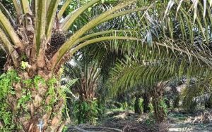Dugaan Kebocoran PAD Kebun Sawit Pertanian di Desa Selali, Tunggakan Capai Ratusan Juta Dipertanyakan