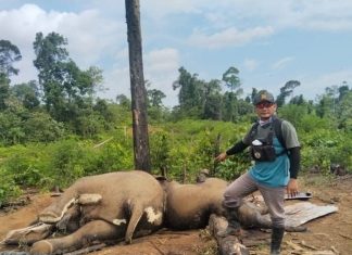 2 Ekor Gajah dan 1 Ekor Harimau Ditemukan Mati di Mukomuko