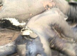 Polisi Selidiki Kematian Dua Gajah di Kawasan Hutan Mukomuko