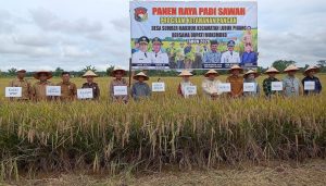 Bulir Padi dari Mukomuko untuk Ketahanan Pangan Indonesia