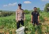 Bantu Petani Jagung Tekan Biaya, Bhabinkamtibmas Polsek Sukorejo Bagikan Pupuk Organik Hasil Ternak Sendiri