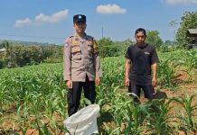 Bantu Petani Jagung Tekan Biaya, Bhabinkamtibmas Polsek Sukorejo Bagikan Pupuk Organik Hasil Ternak Sendiri