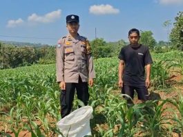 Bantu Petani Jagung Tekan Biaya, Bhabinkamtibmas Polsek Sukorejo Bagikan Pupuk Organik Hasil Ternak Sendiri