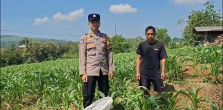 Bantu Petani Jagung Tekan Biaya, Bhabinkamtibmas Polsek Sukorejo Bagikan Pupuk Organik Hasil Ternak Sendiri