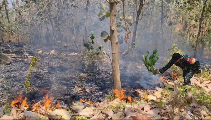 Kembali Dilahap Si Jago Merah, Anggota Koramil 715-03/Pegandon Bantu Padamkan Kebakaran di Desa Jatirejo