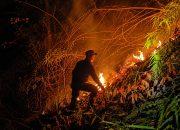 Si Jago Merah Lahap Lahan Jati, Anggota Koramil 715-04/Weleri Bantu Padamkan di Desa Sambongsari