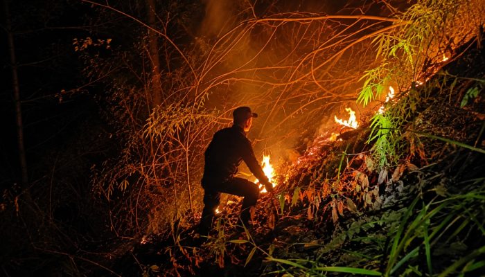 Si Jago Merah Lahap Lahan Jati, Anggota Koramil 715-04/Weleri Bantu Padamkan di Desa Sambongsari